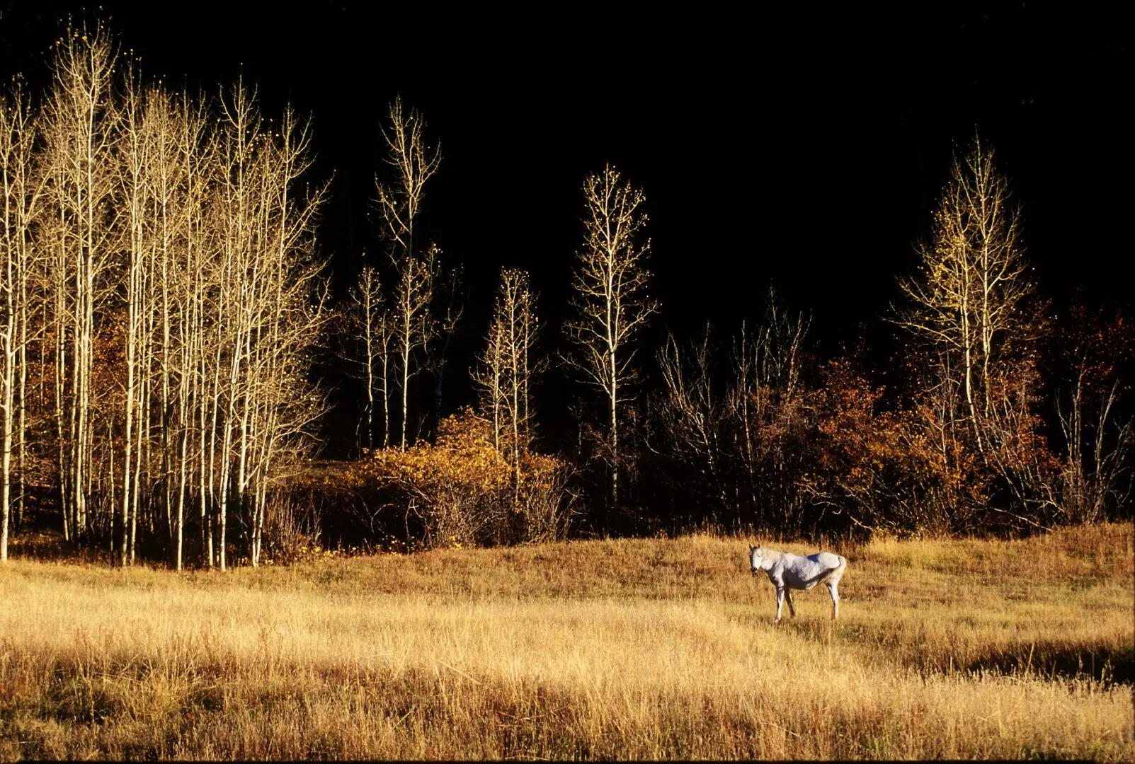 White horse